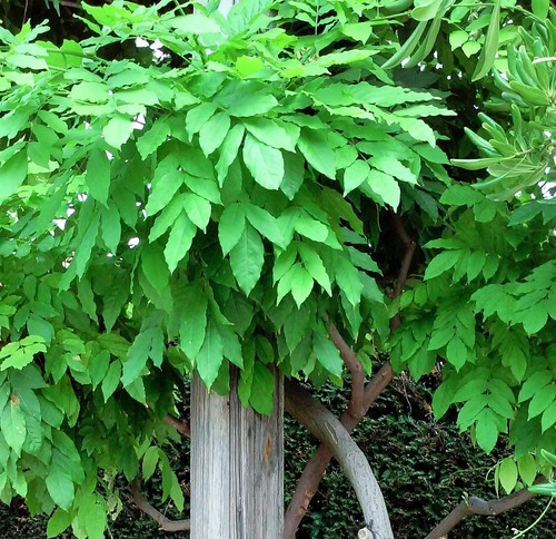 glicynia japonska,ozdobne drzewo